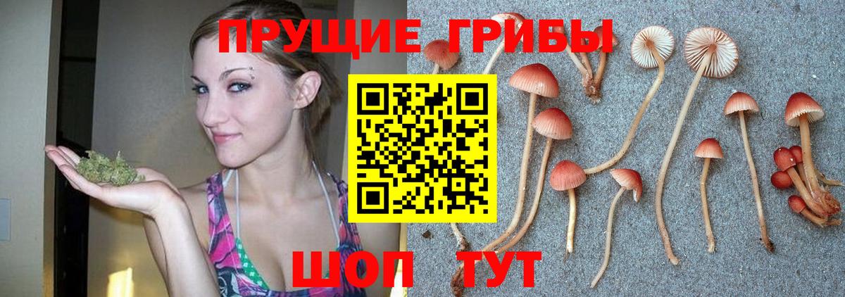 Галлюциногенные грибы прущие грибы  цена   Вход с VPN  Каспийск  Псилоцибиновые грибы GOLDEN TEACHER 